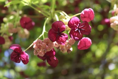 Akebia quinata - akébie pětičetná - květ